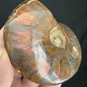 Espécimen fósil de amonita iridiscente pulida de 8,2 cm/142 gramos, Madagascar #69 - Imagen 1 de 8