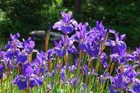 Iris sibirica (Siberian flag) - Marginal Pond Plants  - Pond Plants - Water P...