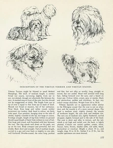 TIBETAN SPANIEL & TERRIER VINTAGE DOG PRINT SKETCH PAGE BY BRIDGET OLERENSHAW - Picture 1 of 1