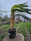 Yucca gloriosa 80cm winterhart -25' Stamm 45cm Palme Agave Recurvifolia