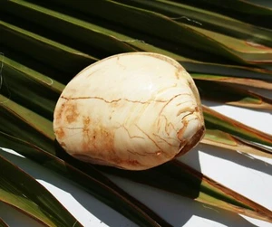 concha fósil petrificación MM053 fósil de Madagascar - Imagen 1 de 2