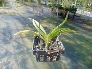 Vanda lamellata Yellow 3" basket RARE SPECIES NICE PLANT - Picture 1 of 1