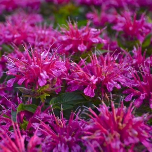 100 Shocking Purple Bee Balm Seeds Flowers Seed Butterflies Bees Hummingbird - Picture 1 of 24