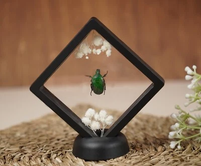 Taxidermy Beetle Insect Framed Art Collection Curiosities And Oddities Decor - Image 1 of 4