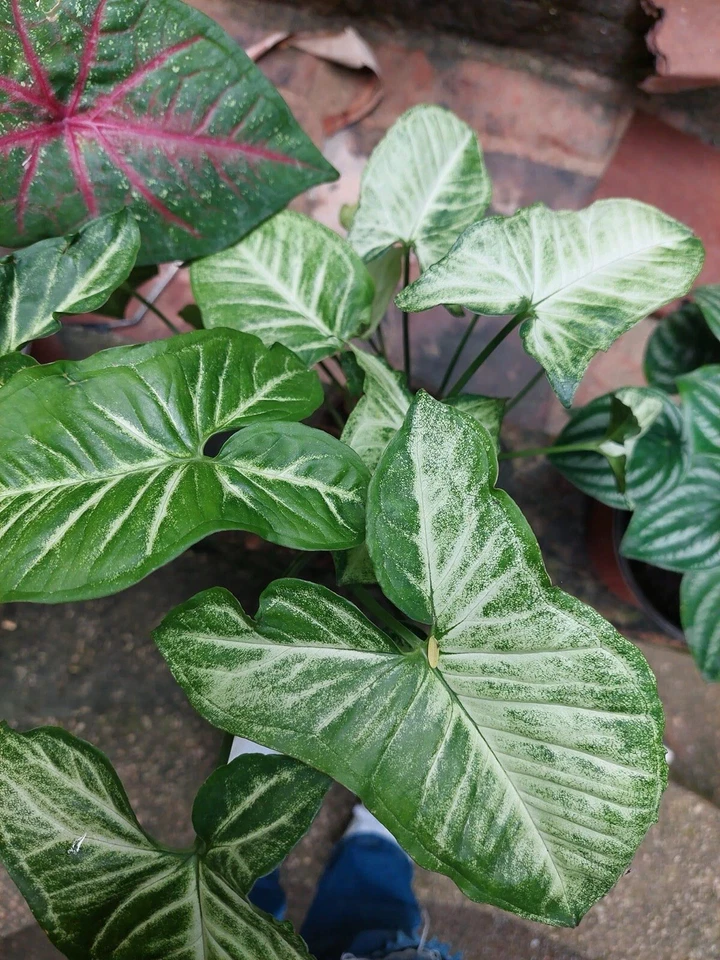 Растение  - Изображение 1 из 1