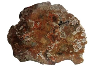 LONCHA DE MADERA FOSILIZADA 104 x 83 x 15 MILIMETROS / 199 GRAMOS - Imagen 1 de 6