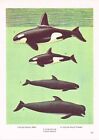Whale Pilot Killer False Animal Print Picture Vintage 1985 IBOV#187