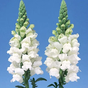 100 British White Giant Snapdragon Flower Seeds UK Antirrhinum Plants to Grow - Picture 1 of 4