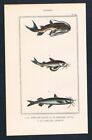 1840 - Wels Catfish Pimelone Fish Antique Print Engraving Steel Engraving