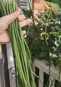 SNAKE BEAN - 10 Seeds CLIMBING CHINESE LONG BEAN - Picture 1 of 7