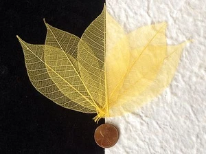 25 Skelett Blätter Blatt gelb durchsichtig Karten Kerzenherstellung Sammelalbum mittel - Bild 1 von 5