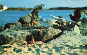 Maine Coast Sea Gulls Vintage PC Posted 1956 - Picture 1 of 2