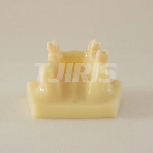 Dental Maxillary Sinus Lift Practice Model Teeth Model Study Typodont - Foto 1 di 3