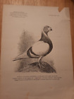 Planche Pigeon Voyageur Anversois Chasse et pêche Acclimatation et élevage 1885