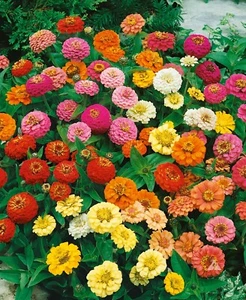 Zinnia THUMBELINA MIX DWARF Butterflies Hummingbirds AAS WINNER NonGMO 200 Seeds - Picture 1 of 8