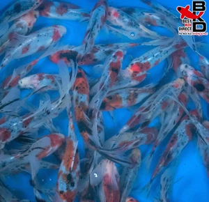 (25) 6" SHUBUNKIN GOLDFISH Live Koi Fish Garden Pond OE6 - Picture 1 of 8