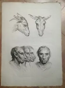 LE BRUN 1806 RAPPORT PHYSIONOMIE HUMAINS AVEC ANIMAUX: L'ANE ORIGINAL - Imagen 1 de 5
