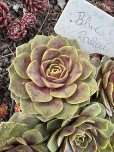 Sempervivum Blue Rockoon (D) Hauswurz Steingartenpflanze 1 Jungpflanze Von 2024 - Bild 1 von 3