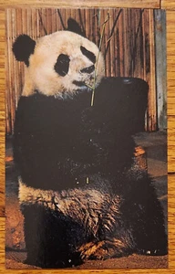 Postal Ling Ling Panda Gigante Zoológico Nacional Washington DC años 70 - Imagen 1 de 1