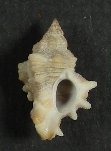 MUREX INERMICOSTA 20,97mm HERMOSO ESPÉCIMEN Hann, Dakar, Senegal - Imagen 1 de 2