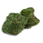 10.5x7.5CM Miniature Dry Moss Lichen Crafts for Fairy Garden Micro Landscape mt