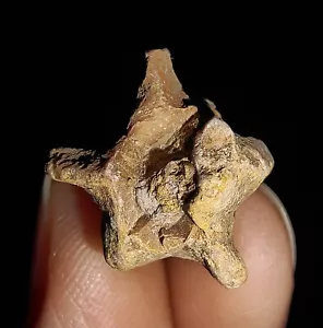 EQUINODERMO, FÓSIL BLASTOIDE, RARO TIMOROCRINUS DE TIMOR, INDONESIA, 16MM - Imagen 1 de 7