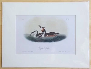 "Antiguo Audubon ""Birds of America"" Litografía Estampado 1850-1870 - GREBE CRESTADO - Imagen 1 de 10
