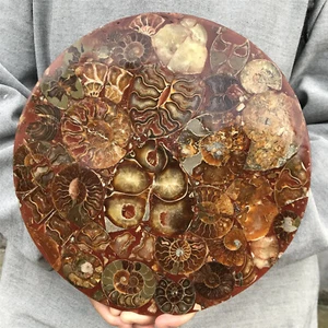 TOP 710g Natural Ammonite Disk Fossil Conch Specimen Crystal Healing Reiki Gift - Picture 1 of 23
