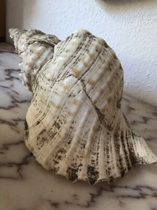 Conchiglia Tritone Gigante Charonia Tritonis Naturale Da Collezione - Foto 1 di 9