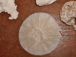 Coral Mushroom White Shell Seashell - Picture 1 of 1
