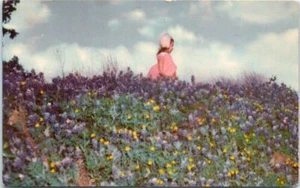 Lot of 2 TX Postcards Bluebonnets and Beauty Field State Flower of Texas - Bild 1 von 4