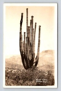 RPPC Arizona Giant Cactus Apache Trail Postcard - Phoenix 1962