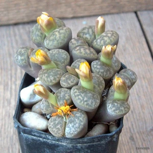 D6864 LITHOPS BROMFIELDI GLAUDENIA pot8-H6-W10 cm MaMa Cactus - Picture 1 of 4