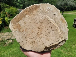 10 Zoll x 8 Zoll große palme versteinertes Holz San Jacinto County, Texas Catahoula Formation - Bild 1 von 14