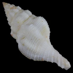 LATIRUS DEYNZERORUM f. A (Balut Isl., Filipinas) 41,6 mm #12970 - Imagen 1 de 4