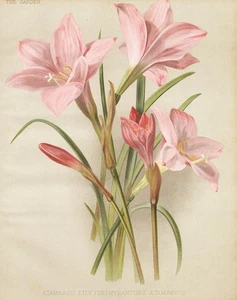 Zephyranthes Atamasco Lily Flower Botany Robinson Litho - Picture 1 of 1