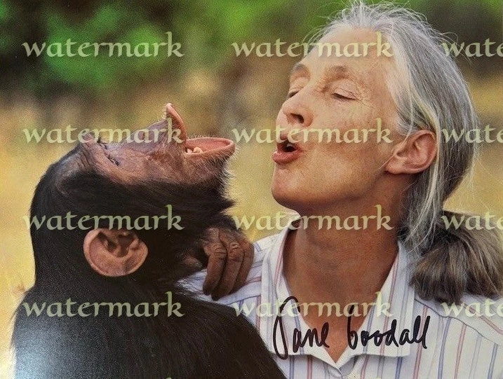 Jane Goodall Englisch Primatologist & Anthropologost Signiert Foto 27.9cmX20.3cm - Bild 1 von 1