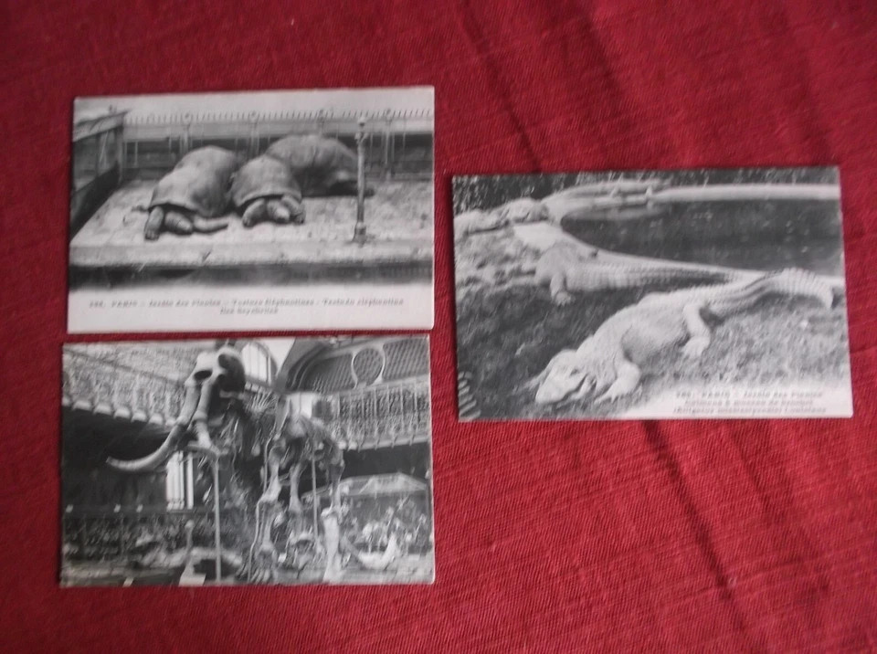 3 CPA PARIS JARDIN DES PLANTES  CAIMANS MAMOUTH TORTUES - Photo 1/1