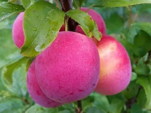 Pflaumenbaum 160cm (Prunus domestica) JEROZOLIMKA im Topf 5L - Bild 1 von 2