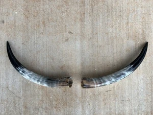 STEER HORNS 14 Inch POLISHED BULL COW (ONE PAIR ONLY) SCRIMSHAW - Picture 1 of 4