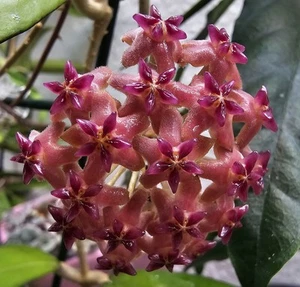 heavenly HOYA Hoya Nathalie Hybrid erythrostemma x Joy klein - Bild 1 von 3