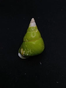 Papuina pulcherrima land snail Manus island 41mm Sea shell collectors #14578 - Picture 1 of 4