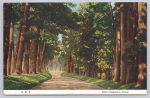 Nikko Japón, Cryptomeria Avenue, postal vintage - Imagen 1 de 2