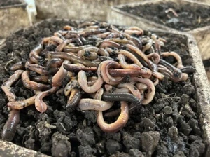 Canadian Nightcrawlers Free Priority Shipping - 2 Day Shipping (FedEx 2Day) - Picture 1 of 1