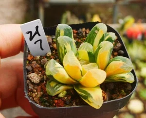 Haworthia truncata x maughanii Variegated WYSIWYG Hybird - Imagen 1 de 1