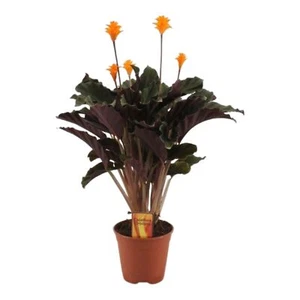 Calathea Crocata 40 cm Korbmarante Grünpflanze Zimmerpflanze Haustierfreundlich - Bild 1 von 2