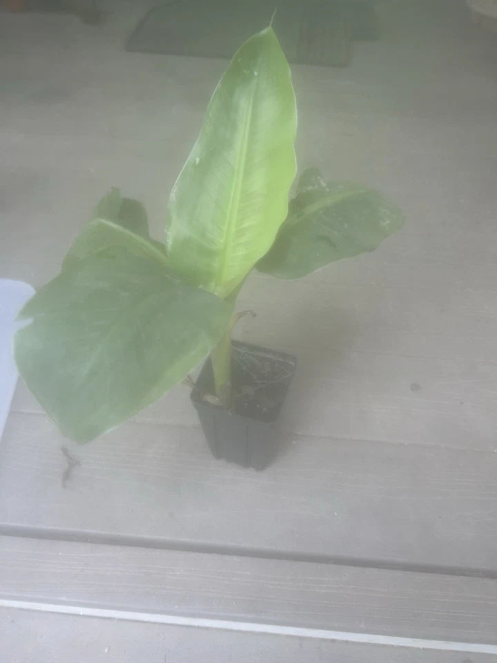 Musa - Dwarf Cavendish - 8-12" Banana Tree - Image 1 of 1