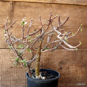 D4553 EUPHORBIA MILII V. ISALONENSIS maceta 16-H34-W37 cm MaMa Cactus - Imagen 1 de 4