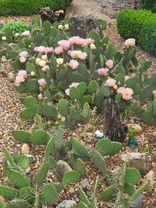 Almohadilla de 7-9" de flores rosa y amarillo de cactus de pera espinosa - Imagen 1 de 7