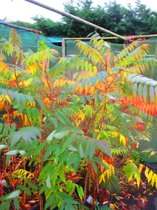 4ft-5ft inc. pot Staghorn Sumach Tree - Rhus typhina 7litre - Picture 1 of 5